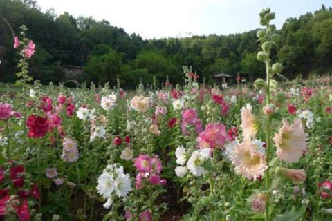 花卉种子在哪里买 绿化草籽品种四季青