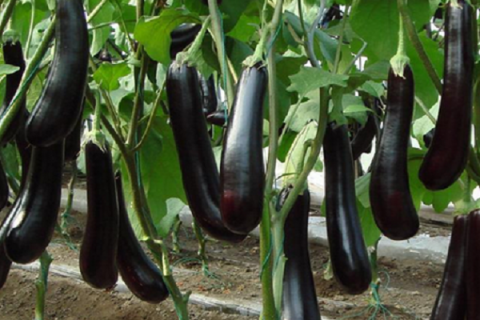 露地茄子种植管理技术 茄子的生长过程及周期
