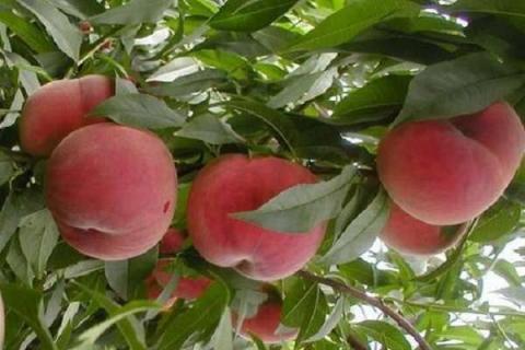 桃树病虫害防治技巧有哪些