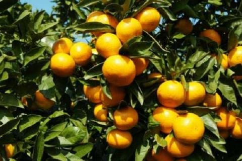 刚出的柑橘新品种有哪些