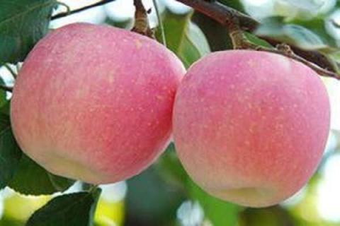 中国最贵的苹果品种 中国最贵的苹果品种排名