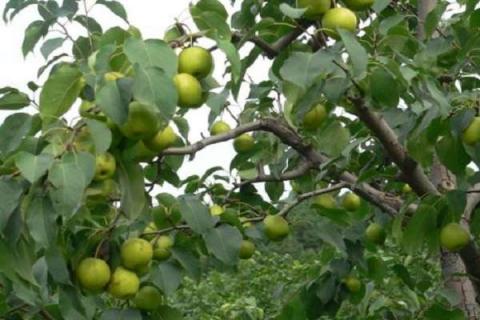 梨树管理与施肥技术 梨树管理与施肥技术大白梨