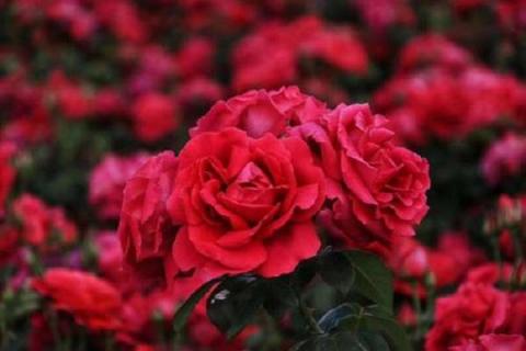 玫瑰花是植物吗 玫瑰花属于植物类吗?