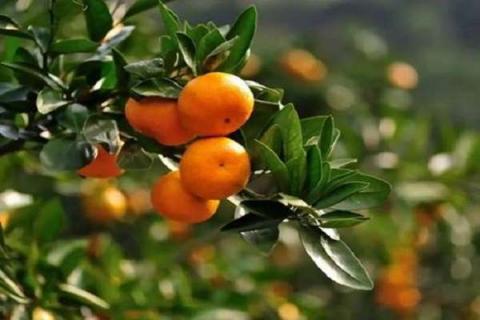 柑橘放秋梢时间 什么时候可以扦插柑橘