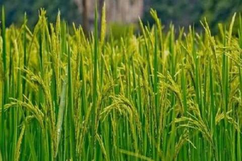 水稻叶子发黄是什么病 用什么药防治