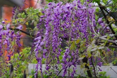 紫藤花苞与花芽的区分主要体现在哪里