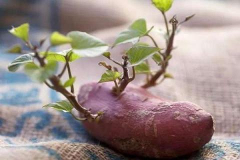 红薯绿植怎么种植 红薯绿植怎么种植的