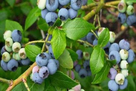 蓝莓叶子干燥是什么原因造成的 蓝莓叶子干了是怎么回事