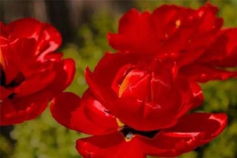 红花有几种（红花有几种品种）
