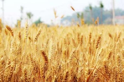 大麦和小麦的区别是什么（大麦和小麦是一种吗）