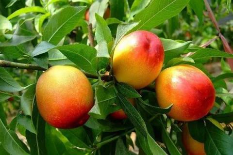 油桃树怎么种植 油桃树种植时间和方法
