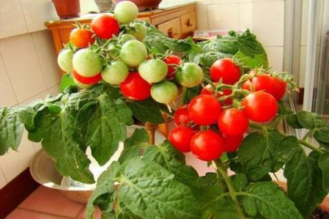 盆栽番茄怎么种植 番茄的盆栽技术和方法