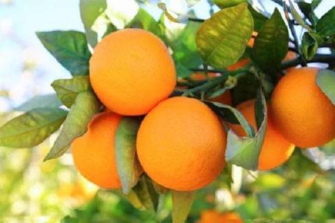 橙子树和柚子树的区别是什么（橙子橘子柚子树苗有什么区别）