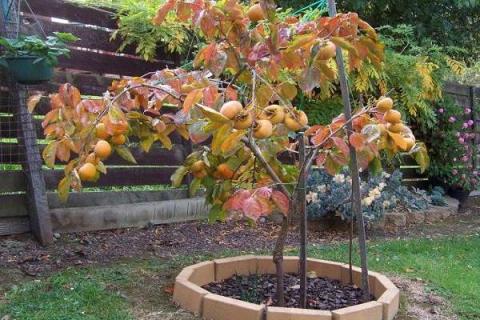 柿子树可以在室内盆栽吗 柿子树盆栽的养护方法