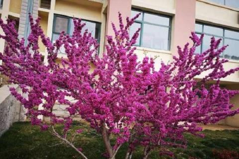 紫荆树和紫荆花的区别是什么 紫荆树和紫荆花的区别是什么意思