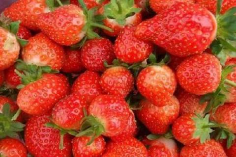 哪种草莓甜 哪种草莓甜度高