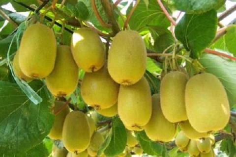 猕猴桃树怎么栽培 适合施用哪些肥料