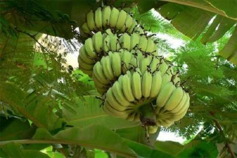 香蕉树和芭蕉树的区别是什么 香蕉树和芭蕉树的区别在哪里