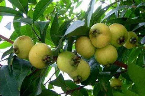 洋蒲桃和蒲桃的区别是什么 怎样区分这两种植物