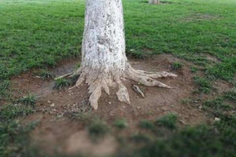 树根怎么快速腐烂 老根去除腐烂部分的方法