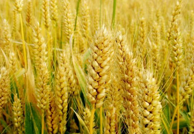 小麦和大麦有什么区别