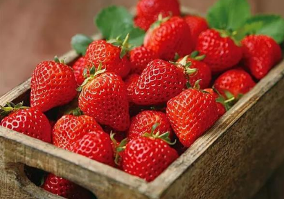 春季草莓种子应该什么时候种