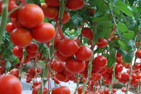 盆栽番茄怎么养 有哪些注意事项