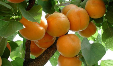 杏树什么时候剪枝最好 杏树剪枝技巧