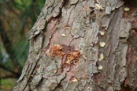 松材线虫病防治方法 什么是松材线虫病
