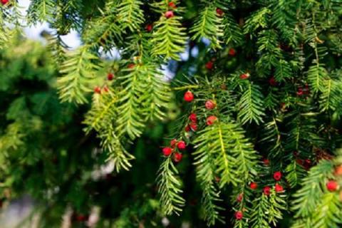 红豆杉是什么植物 可以水培吗