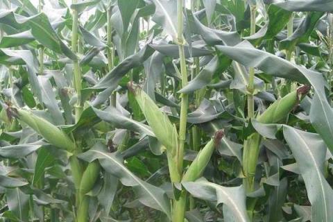玉米苗期病虫害防治方法 玉米烂心怎么办