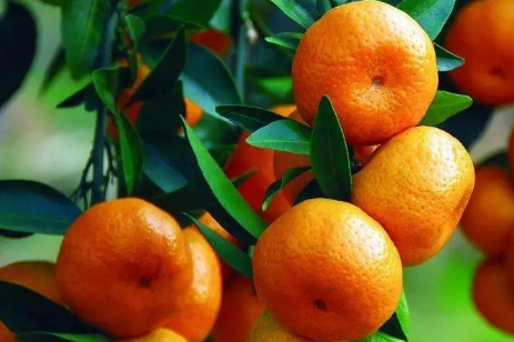 盆栽橘子树的养殖方法和技巧介绍 盆栽橘子树的养殖方法和注意事项