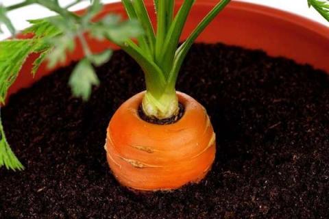 盆栽胡萝卜怎么养 有哪些注意事项