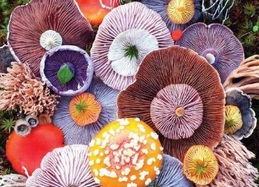 怎么大致辨别野蘑菇是否有毒 毒蘑菇有哪些特征