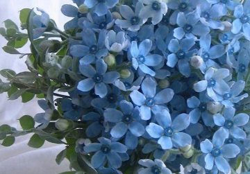 蓝星花的养殖方法（蓝星花的养殖方法和注意事项）