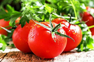 番茄定植后如何蹲苗 番茄养殖方法