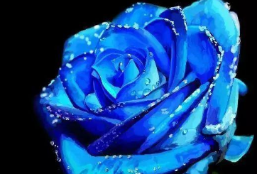 为什么不能轻易送蓝色妖姬 为什么不能轻易送碎冰蓝玫瑰