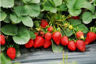 草莓苗怎么种植和浇水（草莓苗怎么栽种?）
