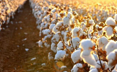 棉花的需肥规律 棉花需肥量怎么计算