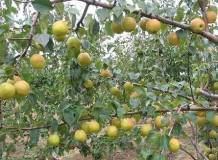 怎么提高梨树的产品 怎样提高梨树坐果率