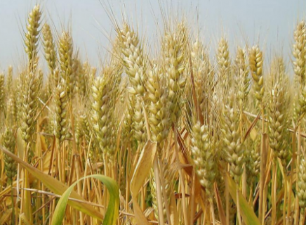 小麦需要什么生长环境 小麦生长适宜条件