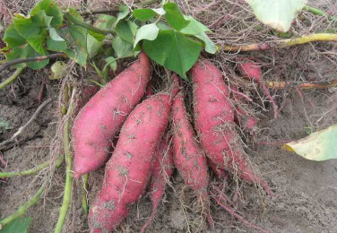 红薯的生长习性 红薯的生长环境和过程