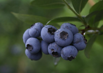 蓝莓怎样种植好（蓝莓怎样种植好活）