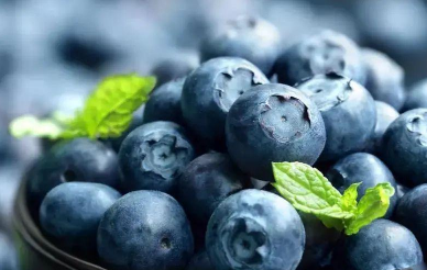蓝莓种植的日常管理技巧（蓝莓种植管理技术）