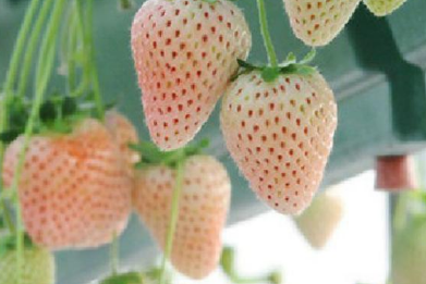 家庭盆栽菠萝莓高产种植方法 菠萝莓种植条件