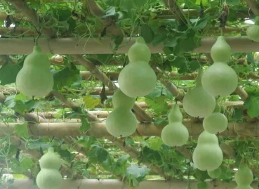 葫芦瓜的种植条件 葫芦瓜的种植条件是什么