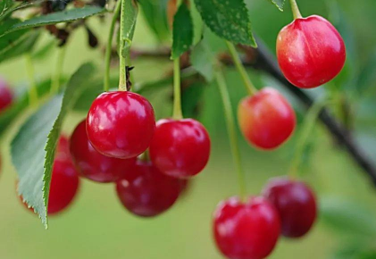樱桃高产种植要点介绍 樱桃高产种植要点介绍怎么写