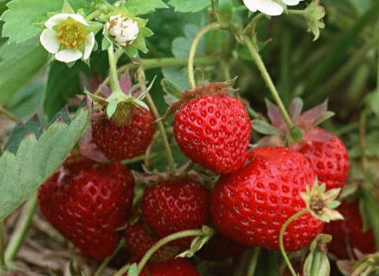 草莓移栽后死苗严重怎么办 草莓养殖技巧总结