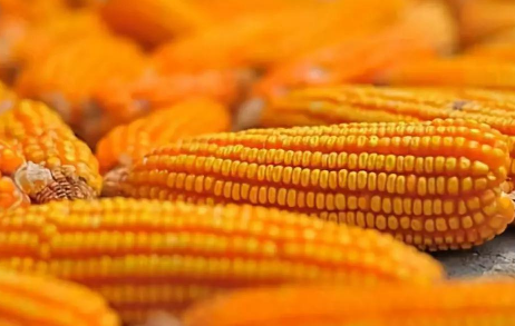 如何挑选高品质玉米种 玉米种子的选择技巧