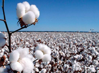 新疆棉花机械化种植技术要点 新疆棉花种植机械化水平